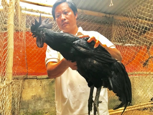 Là thạc sĩ thủy sản nhưng anh Trương Tiến Hải lại đêm mê với gà vịt. Trong ảnh: Anh Hải giới thiệu loài gà rừng đen.