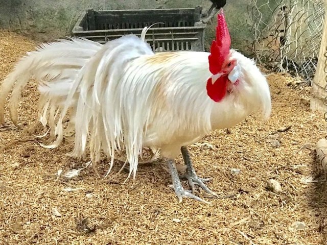 Anh Hải đã lai tạo thành công nhiều loài gà quý hiếm.