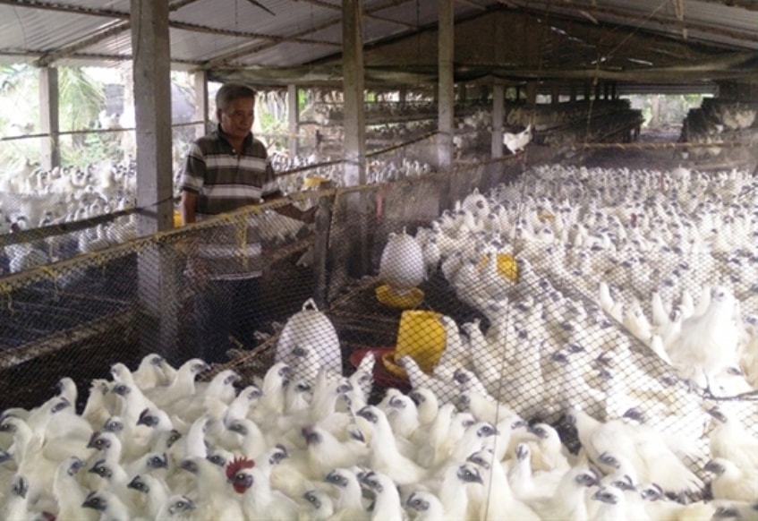 Trại nuôi gà ác thịt của gia đình ông Hoàng Điền Dưỡng.