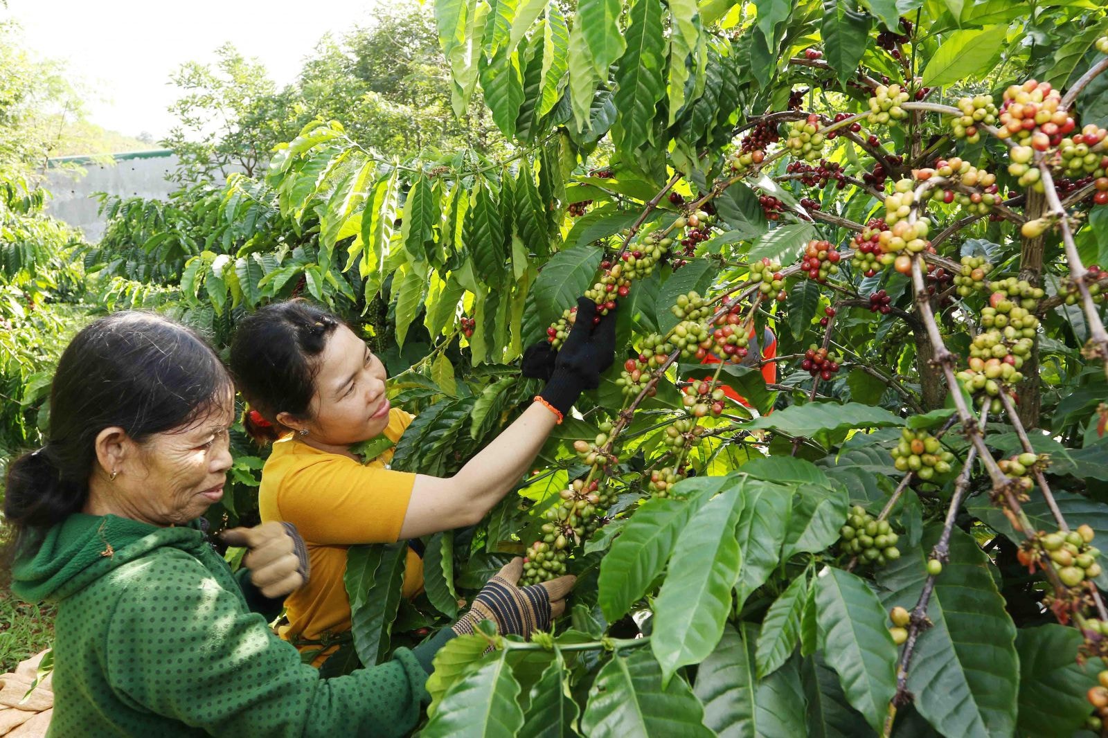 Nông dân tham gia dự án 