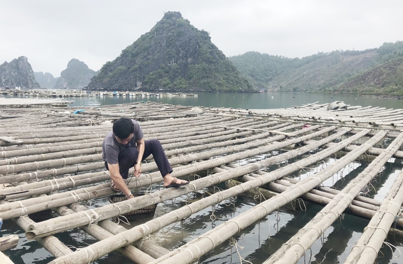 Khu vực thả nuôi ngao giá của hộ anh Nguyễn Văn Thanh (thôn Quyết Thắng, xã Thắng Lợi) gần vùng phụ cận của Vịnh Hạ Long. Thu Trang