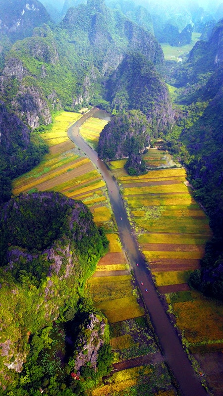 Đặc trưng của những cánh đồng lúa vàng ở Tam Cốc chính là nằm giữa những núi đá vôi cổ, màu vàng trải rộng khắp một vùng cố đô chứ không chỉ riêng hai bên bờ dòng Ngô Đồng thơ mộng.