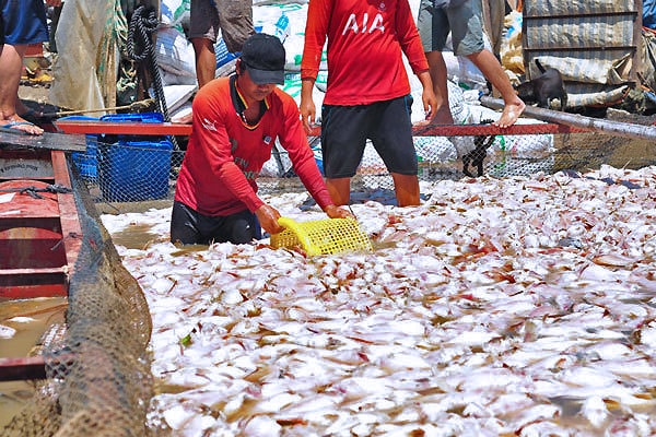 Cá chết trên sông La Ngà