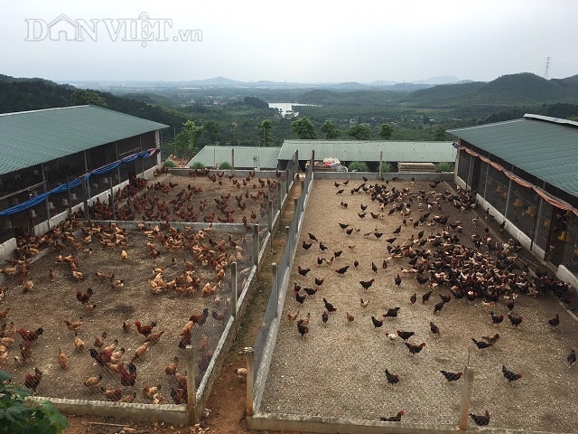 Cận cảnh 10.000m2 chuồng trại nuôi gà theo tiêu chuẩn VietGap của giảng viên Hoàng Ngọc Việt.