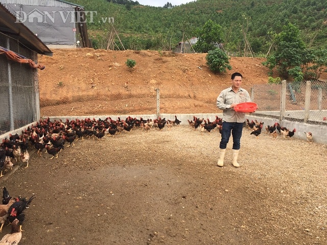 Mỗi tháng trang trại của anh Việt xuất bán hơn 2.000 con gà ri thịt thương phảm với trọng lượng trên dưới 2 kg/con.