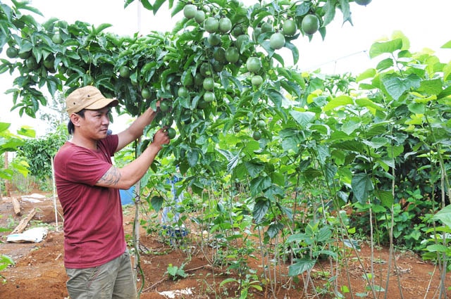 Nhờ trồng xen cây dâu tằm mà vườn chanh dây của anh Hiếu hoàn toàn 