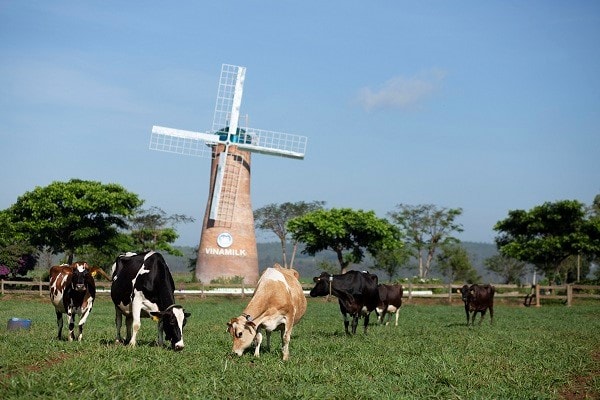 Trang trại bò sữa Organic chuẩn châu Âu đầu tiên của Việt Nam tại Đà Lạt được Vinamilk đầu tư quy mô ban đầu là 500 con bò sữa hữu cơ được nhập khẩu.