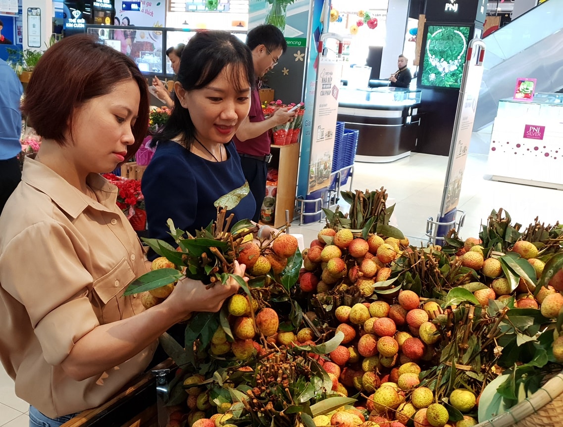Vải thiều được bày bán ở hệ thống phân phối Saigon Coop