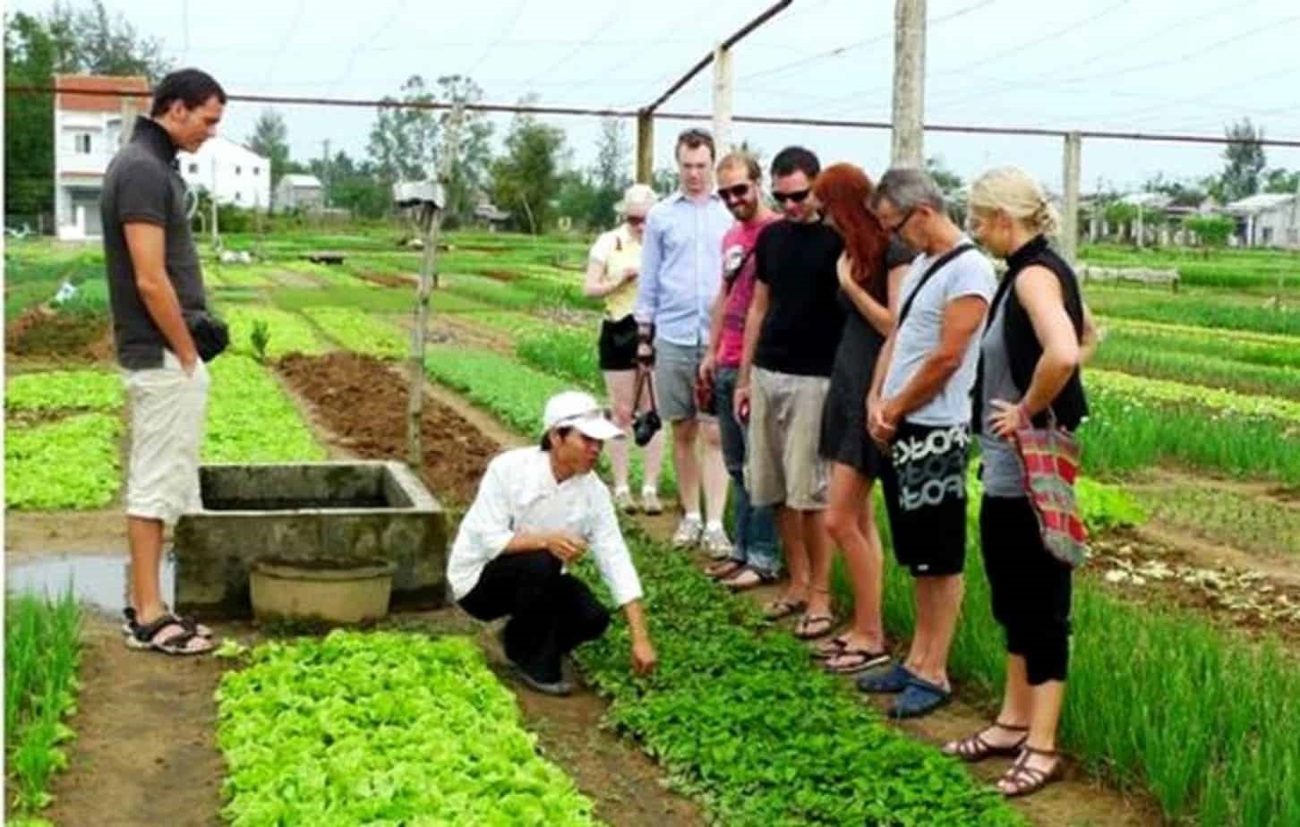 Thăm quan một mô hình trồng rau sạch tại Yên Đức