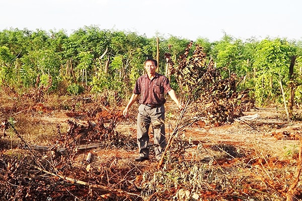 p/Ông Tạ Ngọc Lân một trong 18 hộ công nhân không đồng ý mức hỗ trợ của Công ty CPcà phê Gia Lai đứng tại vườn cà phê bị phá bỏ