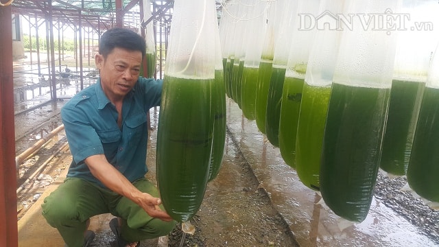 Gia đình ông Nguyễn Đốc Ngữ, ở thôn Lương Điền, xã Đông Cơ, huyện Tiền Hải mỗi năm kiếm tiền tỷ nhờ nuôi cấy vi tảo. Ảnh: Phạm Quân.