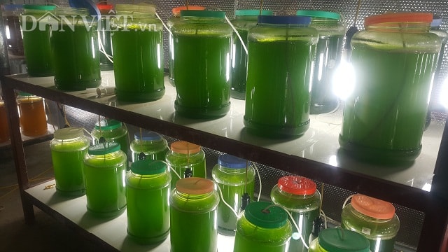 Vi tảo là loài thực vật phù du (phytoplankton) có kích thước cực kỳ nhỏ, từ 1-50 µm và là nguồn thức ăn siêu dinh dưỡng cho cá, tôm và các động vật thủy sinh mới nở khác. Ảnh: Phạm Quân.