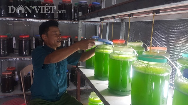 Ông Nguyễn Đốc Ngữ đang đi kiểm tra tốc độ phát triển của vi tảo được nuôi cấy trong phòng mát tại cơ sở. Ảnh: Phạm Quân.
