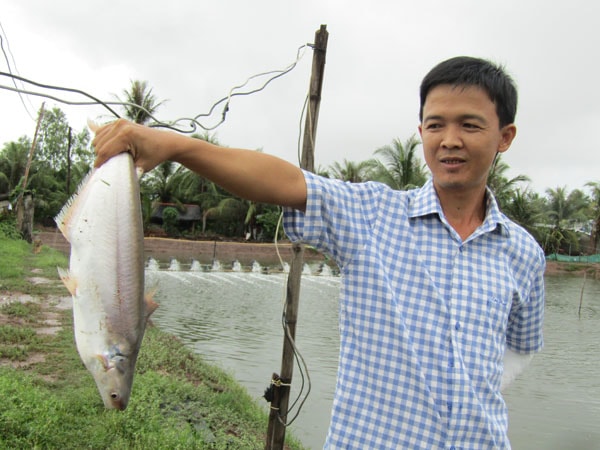 Anh Lâm Thành Lâm giới thiệu về trọng lượng cá bông lau sau 16 tháng nuôi trong ao.