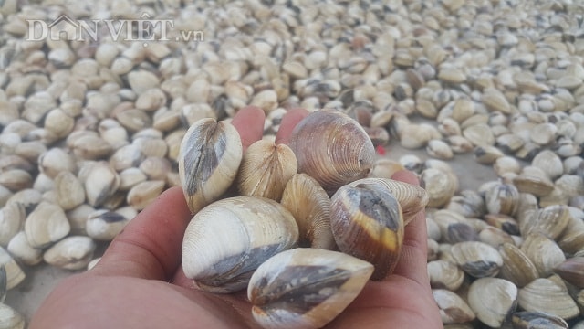 Ngao hay nghêu là một loài thân mềm hai mảnh vỏ, chuyên sống ở vùng nước ven biển có độ mặn cao, nhiều đất cát sỏi, phân bố khá phổ biến ở vùng biển nhiệt đới hoặc cận nhiệt đới. Vùng bãi Đồng Châu, xã Đông Minh, huyện Tiền Hải, tỉnh Thái Bình vốn nổi tiếng là nơi nuôi ngao nổi tiếng ở phía Bắc. Ảnh: Phạm Quân.
