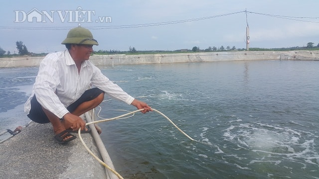 Theo ông Dương, để ngao giống luôn phát triển tốt thì cần thường xuyên phải kiểm tra ao ươm, nhằm nắm bắt được tốc độ của ngao giống. Ảnh: Phạm Quân.