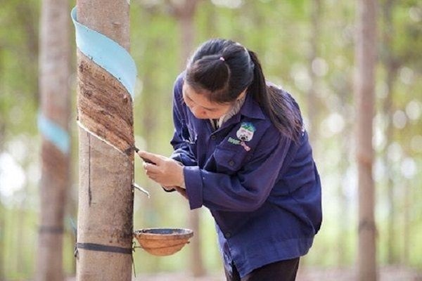 Báo cáo thường niên năm 2018, về mảng cao su, HAGL đã và đang duy trì ổn định và chăm sóc 47.122 ha cao su