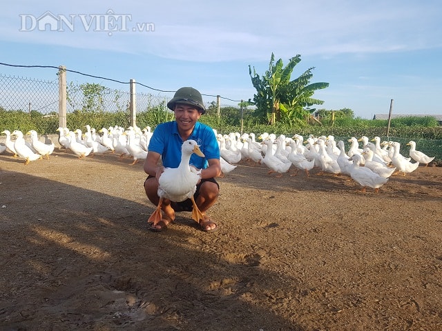 Nhờ nuôi bạt ngàn vịt thịt thương phẩm, giống vịt Super có vóc dáng to khỏe mà anh Cao Văn Đình ở xóm Tây Cát, xã Hải Đông kiếm được tiền tỷ trong thời buổi chăn nuôi, nhất là nuôi lợn đang gặp 