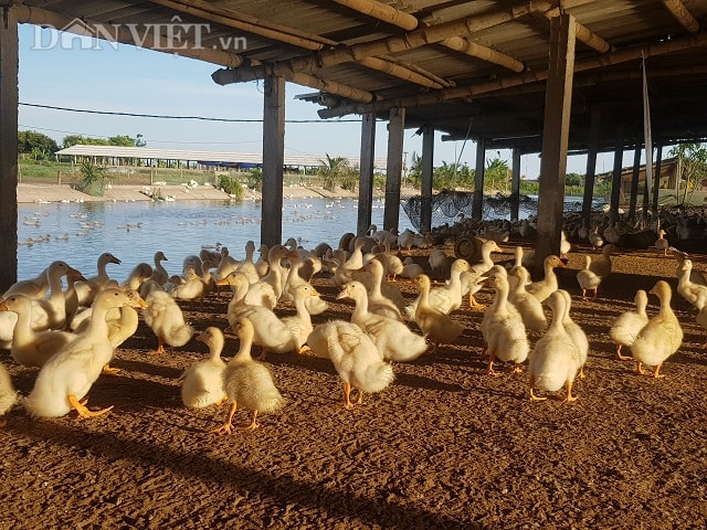 Mỗi khu nuôi đều có ao hồ cho vịt bơi, bên trên có mái che mưa che nắng và được trồng thêm nhiều cây xanh. Anh Đình nuôi vịt thịt theo các lứa khác nhau bằng hình thức gối vụ, xuất bán cuốn chiếu hết lứa nọ lại sang lứa kia...