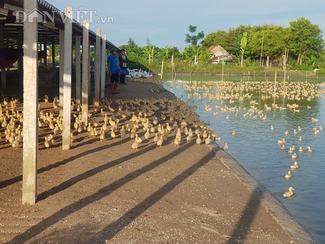Trang trại chăn nuôi vịt thịt của anh Cao Văn Đình rộng hơn 4 ha, mỗi năm xuất bán hàng vạn con vịt thương phẩm, mang về doanh thu hàng tỷ đồng.