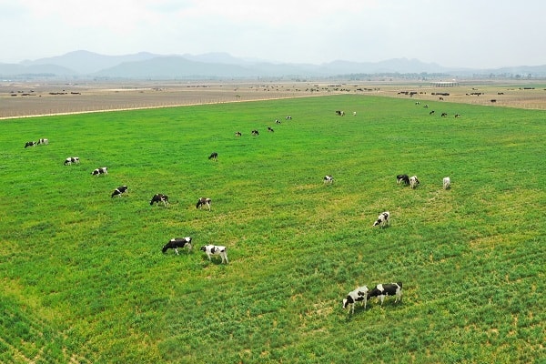 Các trang trại bò sữa Organic của Vinamilk là một trong những điểm nhấn được Hội nghị đánh giá cao.