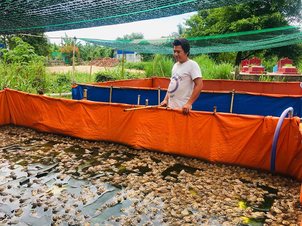 Nuôi ếch Thái Lan trong bể bạt nhìn thì dễ nhưng khi thực hiện không dễ. Theo anh Bùi Văn Thắng (ấp Khánh Thuận), loại ếch này dễ nuôi, quan trọng là cho ếch ăn uống đầy đủ, thường xuyên thay nước trong bể để đảm bảo vệ sinh môi trường, có như vậy ếch mới ít bị bệnh, lớn nhanh, không bị hao hụt và thu lợi nhuận cao.