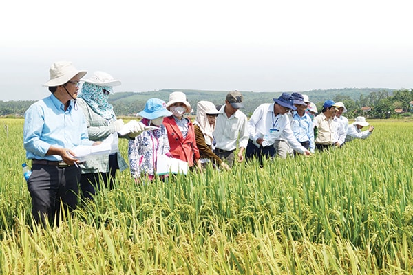 p/Khảo nghiệm giống lúa mới