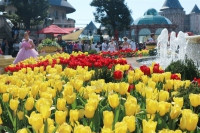 Bà Nà “chơi sang” với Lễ hội hoa tulip lớn nhất Việt Nam