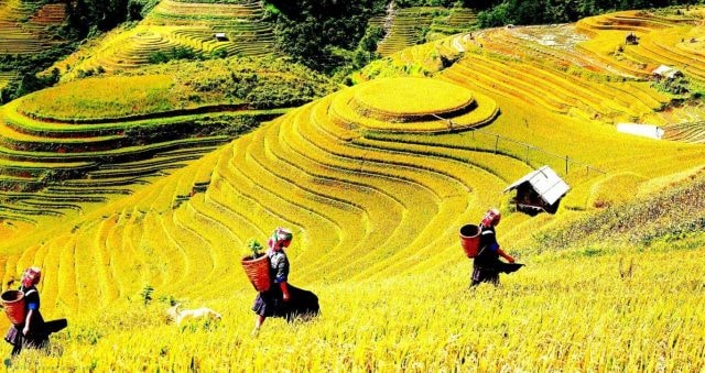 Y Tý (Bát Xát, Lào Cai) hút hồn du khách bởi vẻ đẹp của ruộng bậc thang, biển mây, rừng đỗ quyên...