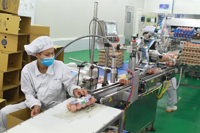 Một trong 4 nhà gà hậu bị tại Nhà máy sản xuất Trứng gà sạch ĐTK tại Phú Thọ