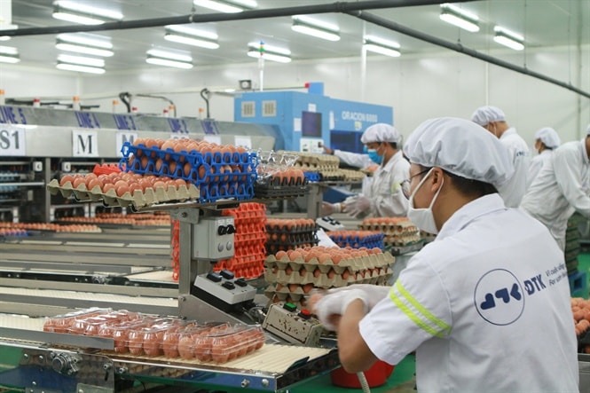 Dây chuyền đóng nhãn mác trứng gà sạch, dinh dưỡng Freskan+