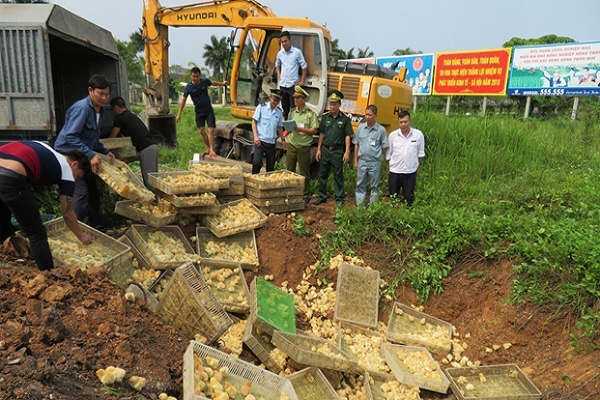 Hải quan Quảng Ninh phối hợp với lực lượng chức năng tiêu hủy hàng hóa vi phạm (Báo QN)