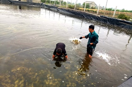 Ương hàu giống tại một cơ sở sản xuất ở xã Kim Trung, huyện Kim Sơn. Ảnh: Nguyễn Lựu.