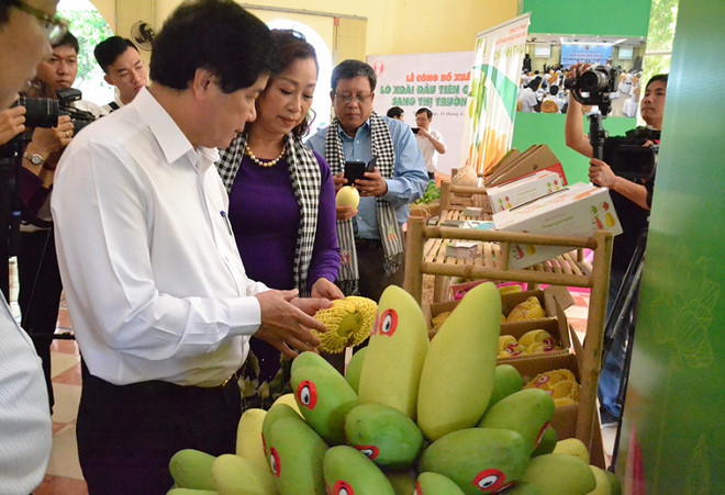 Sau thanh long, chôm chôm, nhãn, vải thiều và vú sữa thì xoài là loại trái cây thứ 6 của Việt Nam được xuất vào thị trường Hoa Kỳ