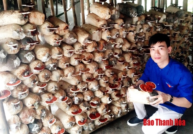 Trang trại trồng nấm của anh Lê Trọng Thiện, xã Đông Khê (Đông Sơn).