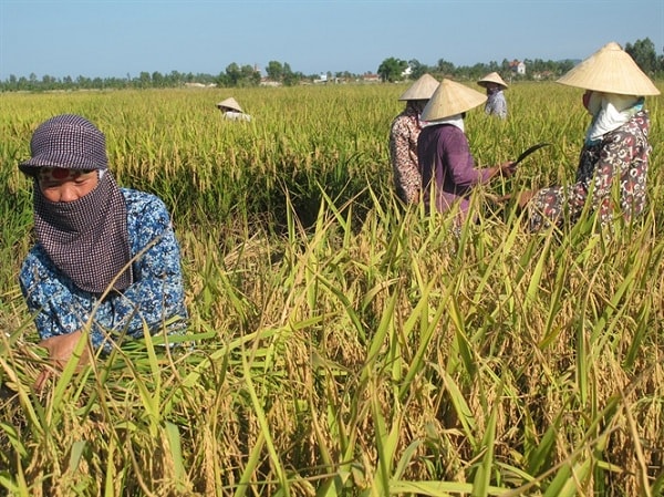 Quy định mới về quản lý, sử dụng đất trồng lúa