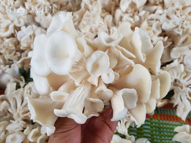 Mặc dù thời gian gần đây, nhiệt độ miền bắc luôn ở mức cao đỉnh điểm nhưng gia đình chị Huệ vẫn xuất bán đều đặn mỗi tháng lên đến trên dưới 3 tấn nấm sò, cho thu nhập hơn 1 triệu đồng/ngày.