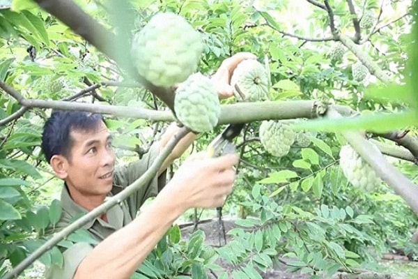 Na dai Đông Triều đang vào mùa thu hoạch