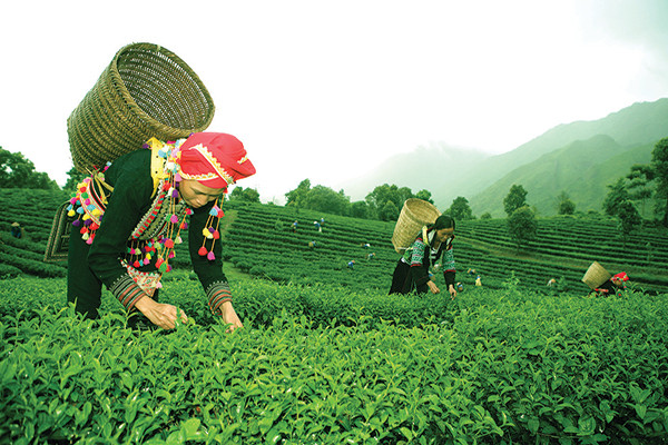 p/Vùng chè bản Phúc Khoa, bản Ngọc Lại (xã Phúc Khoa) thuộc công ty cổ phần trà Than Uyên