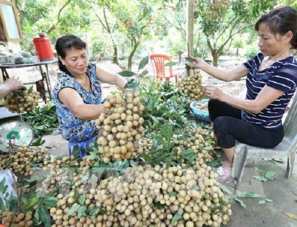 Nhãn lồng