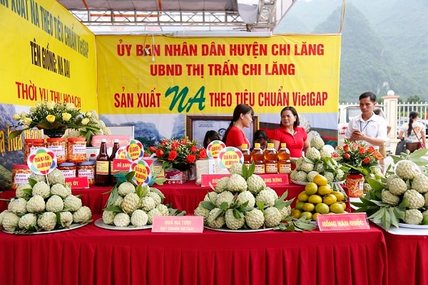 Huyện Chi Lăng hiện có khoảng 1.600 ha trồng na, trong đó có khoảng hơn 200 ha đã được sản xuất theo quy trình VietGAP