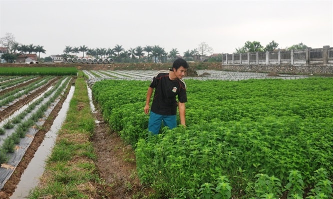 Anh Thành bên vườn bạc hà.