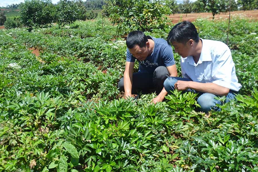 Vườn sâm đương quy của HTX Nông nghiệp Dược liệu Quang Vinh phát triển rất tốt. Ảnh: L.N