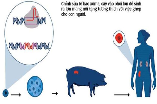 Khi heo ra tay cứu nhân độ thế