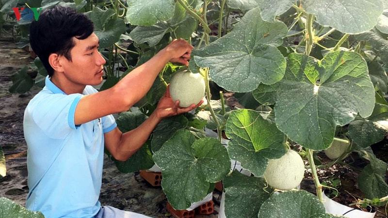 Trần Đức Xuân, phường Mỹ Thạnh, TP Long Xuyên khởi nghiệp với mô hình trồng dưa lưới và rau quả trong nhà màng theo tiêu chuẩn VietGAP.