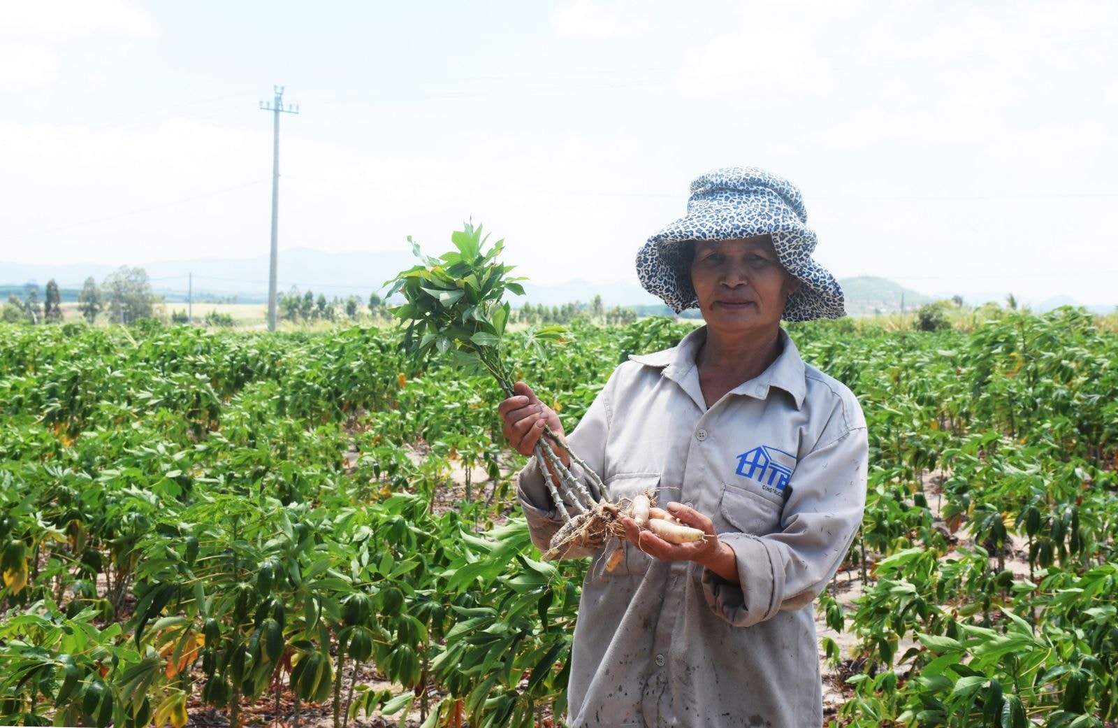 Diện tích mì xã Đắk Hlơ không có củ, nhiều người dân đang cầu mưa 