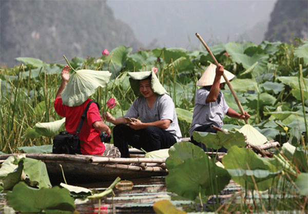 Mùa sen ở vịnh Vân Long