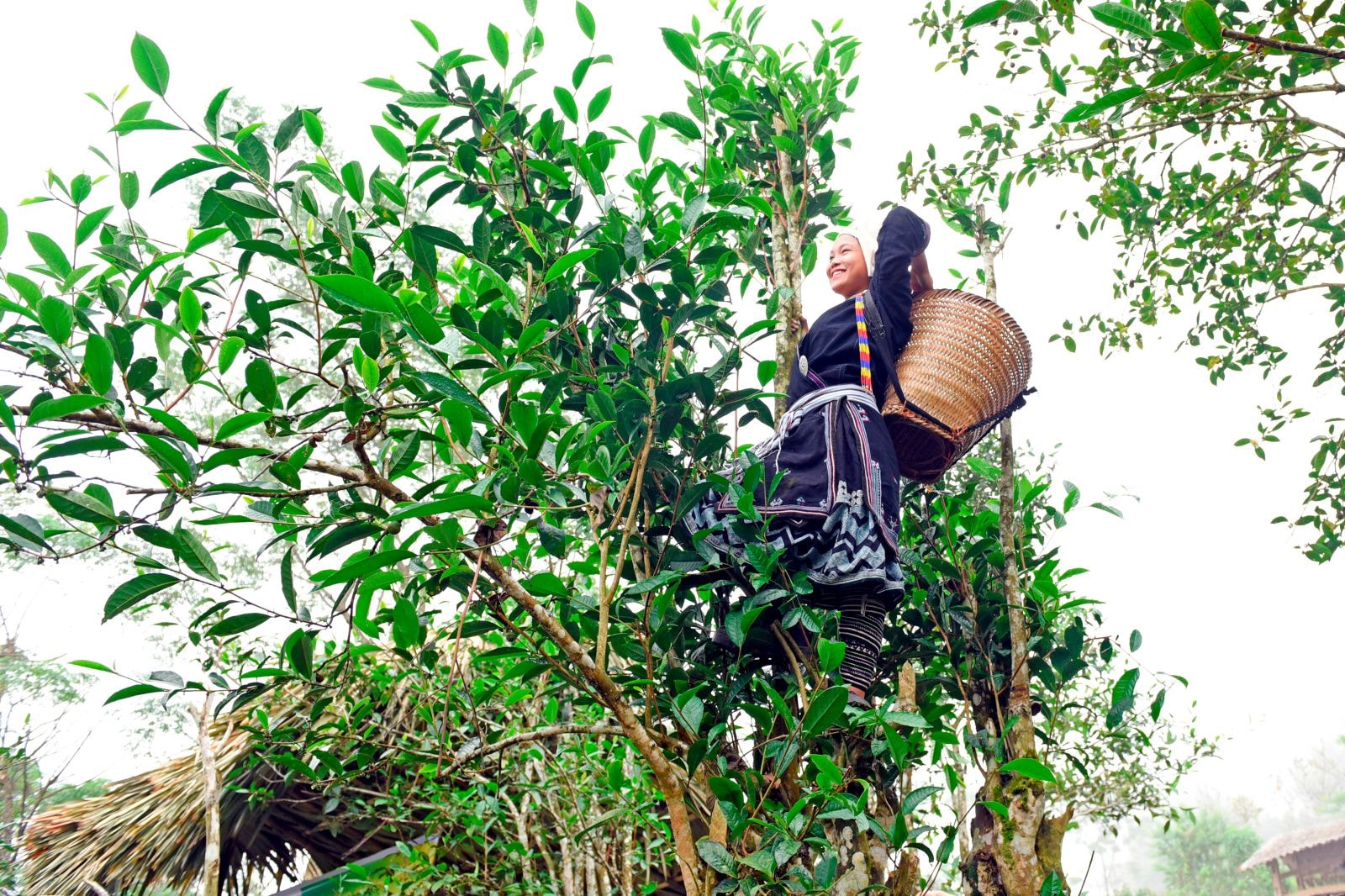 Với diện tích trên 60 ha chè Shan tuyết và 30 ha chè Kim Tuyên, Phúc Vân Tiên…hiện nay, bà con xã Hồng Thái đang tập trung trồng và chăm sóc diện tích chè, nhằm nâng cao thu nhập, phát triển kinh tế của gia đình. (trong ảnh: Người dân thôn Khau Tràng, xã Hồng Thái (Na Hang) thu hoạch chè Shan tuyết, nâng cao thu nhập cho gia đình).