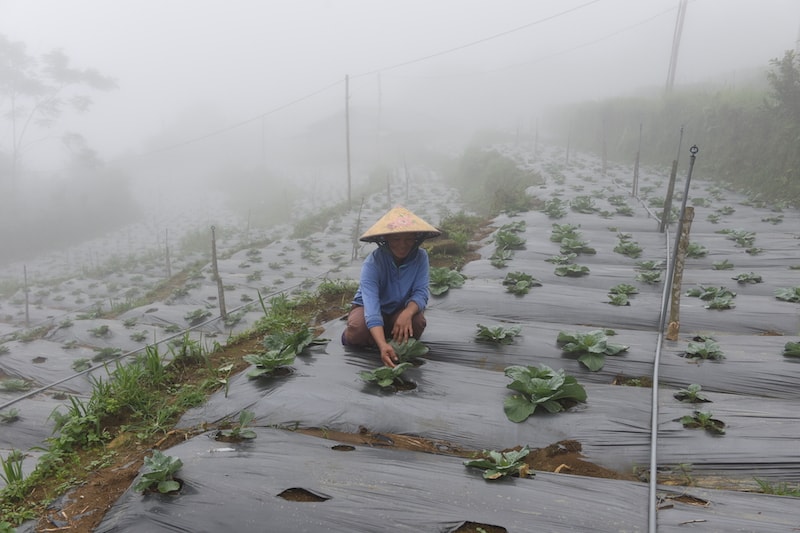 Toàn xã hiệnp/có 25,5 ha rau đậu các loại, trong đó có 3,5 ha bí, 6 ha bắp cải, súp lơ, 5 ha cà chua, 2 ha su su, 5 ha cây rau màu khác. (trong ảnh, người dân thôn Khau Tràng, xã Hồng Thái chăm sóc rau bắp cải trái vụ).