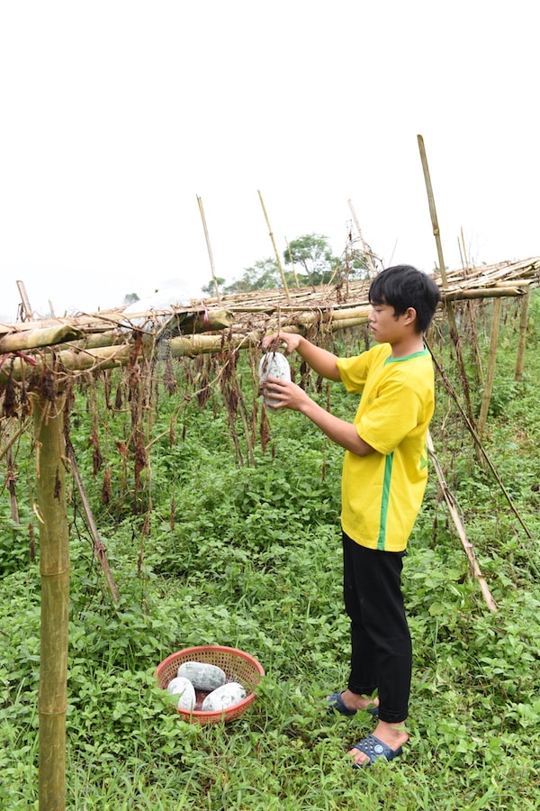 Người dân thôn Khuổi Phầy, xã Hồng Thái thu hoạch bí.